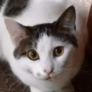 koujouppの画像