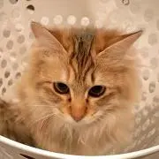 ☆Louis☆の画像