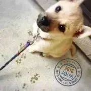 きなこまま★の画像