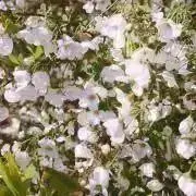 makacoの画像
