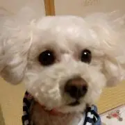 るびぃ