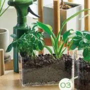 れんず豆の画像