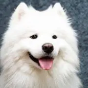 ちょり