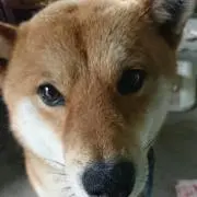 Ｓa♡の画像