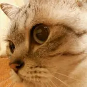 はなまる