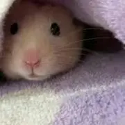 はむはむ