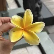 るりはの画像
