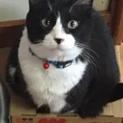 たえ