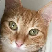 ちっく