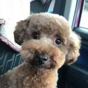 みったんの画像