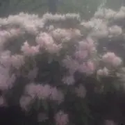 ラルリラの画像