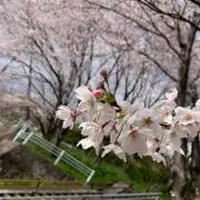 ありかとうこさいました(*´ω`*)