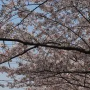 ねこさんさんの画像