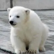 ぶー
