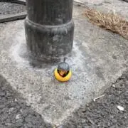 あやの画像