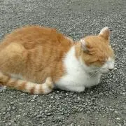 chako550の画像
