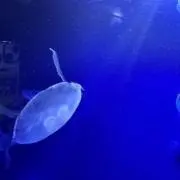 appoの画像