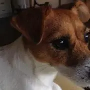 くにころの画像