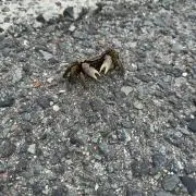 をにをの画像