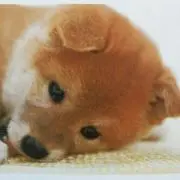 ゆみ