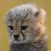 ああああの画像