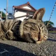 asutanaの画像
