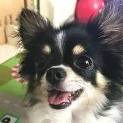 りんご