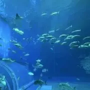 ちゃむの画像
