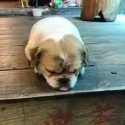 とーら