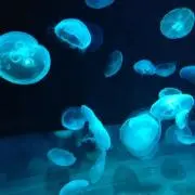 こくまの画像