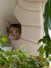 アストロノーツ