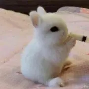 もえの画像