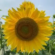 ぽん吉の画像