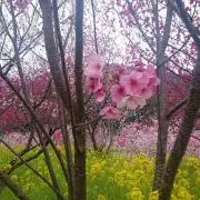 みなみの画像