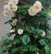 Eve Noah