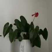 さくらの画像