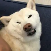 こまめ