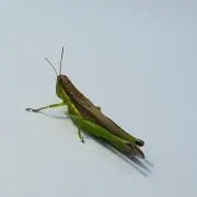ヤンマー