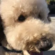 ロミロミ