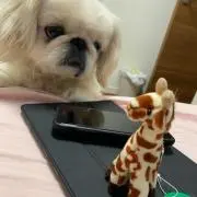 おまるまるの画像