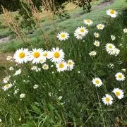 みちの画像