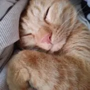白桃の画像
