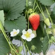 ィチゴッチ