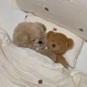 Nの画像