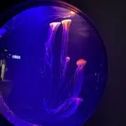 るの画像