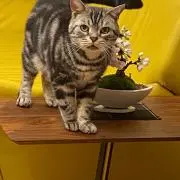 マルちゃんの画像
