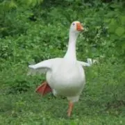 かもめ