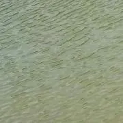 はるまき