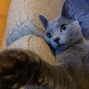 カズの画像