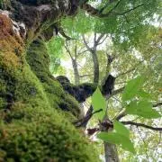 くまの画像